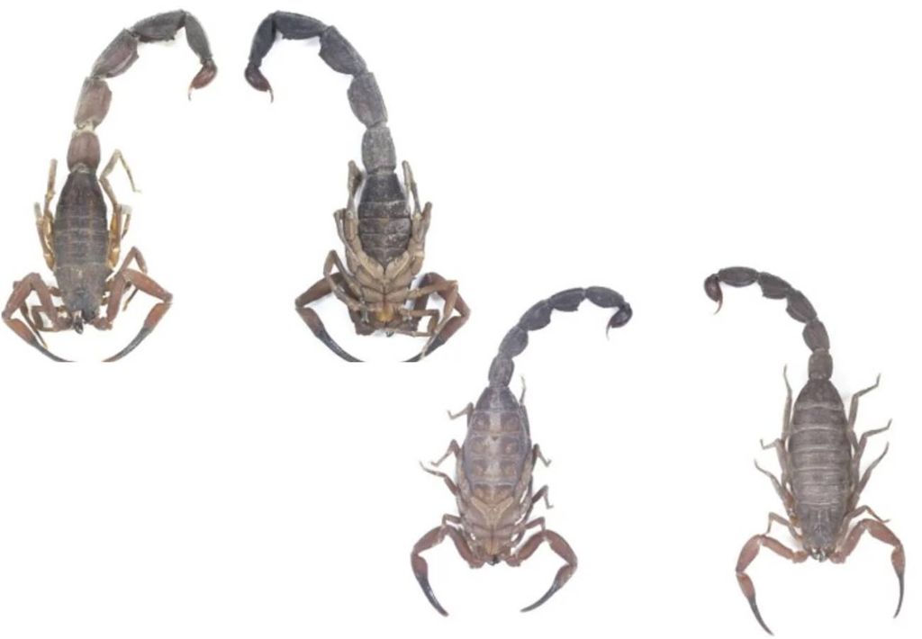 escorpión, anatomia escorpión, anatomia