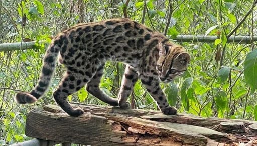 Ap&oacute;s mais de 100 anos, cientistas descrevem nova esp&eacute;cie viva de felino