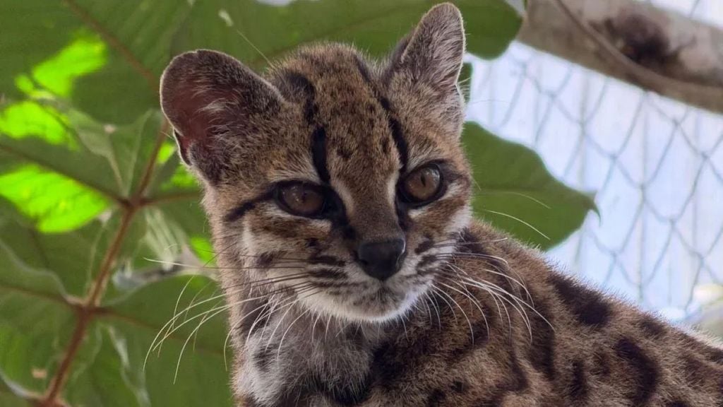 Nova espécie de gato é identificada na Bolívia. | Julie Van Collie via PUCRS Nova espécie de gato é identificada na Bolívia. Crédito: Julie Van Collie via PUCRS