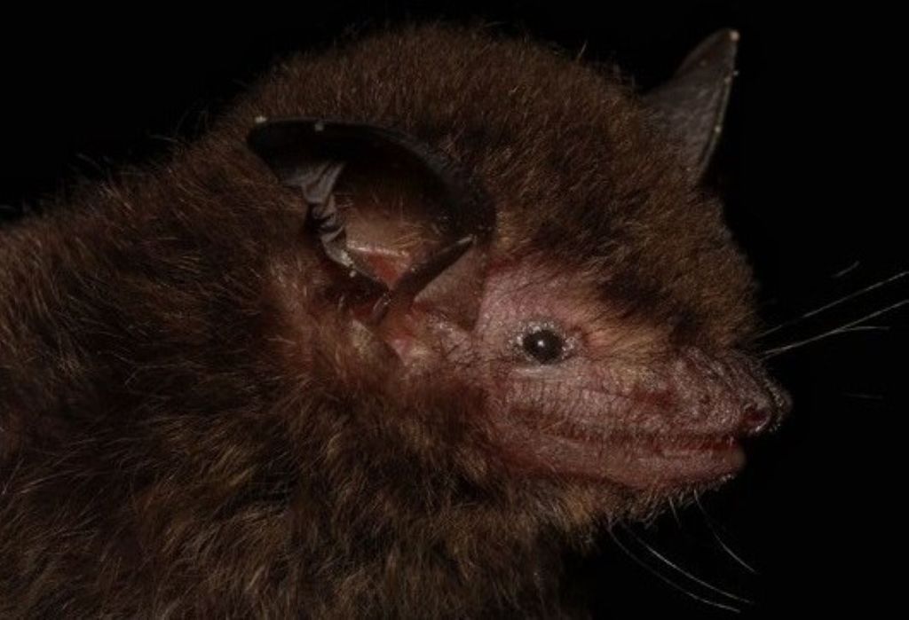 Pesquisadores da Fiocruz descobriram nova espécie de morcego no Brasil, chamada "Myotis guarani" • Divulgação/Fiocruz Pesquisadores da Fiocruz descobriram nova espécie de morcego no Brasil, chamada "Myotis guarani" • Divulgação/Fiocruz