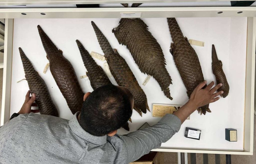 Anderson Feijó, coautor do estudo, junto de exemplares de pangolim pertencentes às coleções do Field Museum, utilizadas na investigação que identificou a nova espécie do Himalaia. Fonte: agenciasinc.es