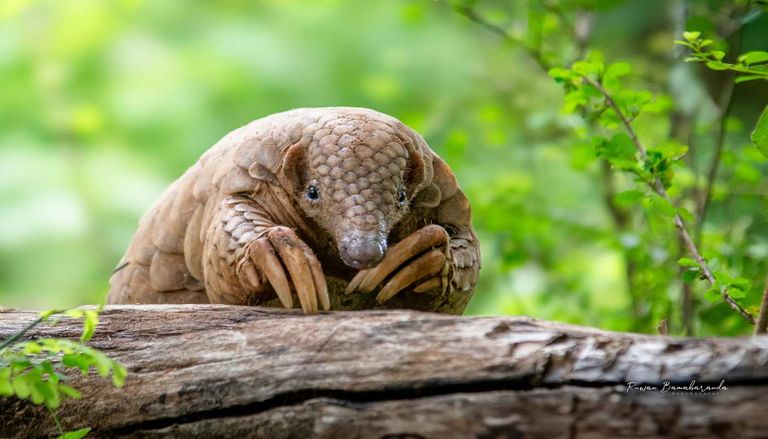 Une nouvelle esp&egrave;ce de pangolin aide &agrave; lutter contre le trafic ill&eacute;gal