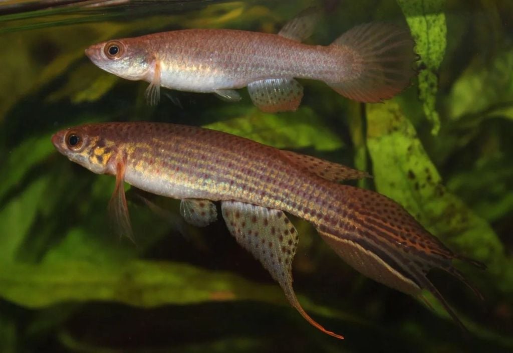 Um casal de Moema humaita, nova espécie de peixe-anual descoberta na Amazônia. Foto: Jan Willen Hoetmer Um casal de Moema humaita, nova espécie de peixe-anual descoberta na Amazônia. Foto: Jan Willen Hoetmer