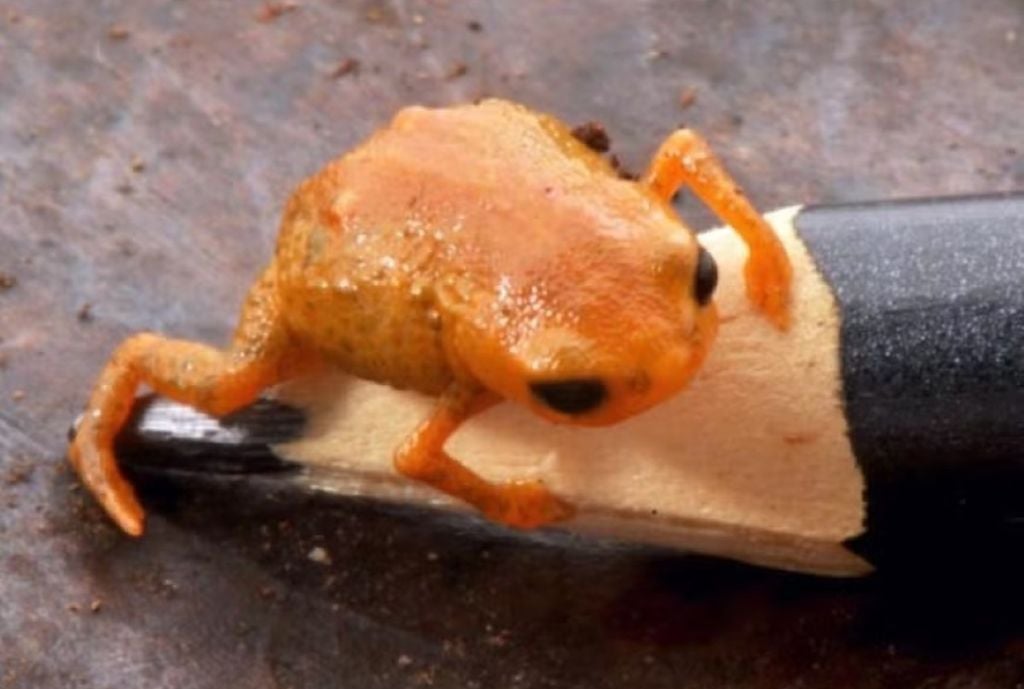 Sapinho-da-montanha-do-lula-de-18-mm-foi-descoberto-em-SC-—-Foto-Unesp