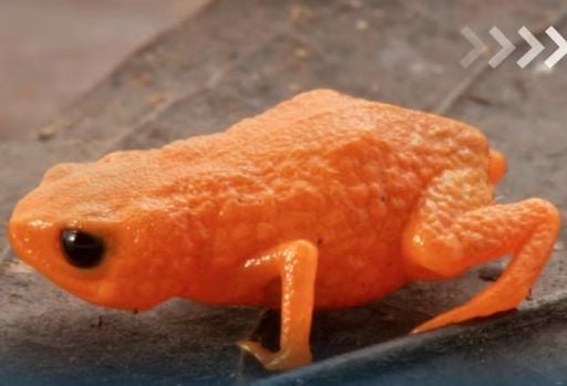 Nova esp&eacute;cie de sapo laranja vibrante &eacute; identificada no sul do Brasil