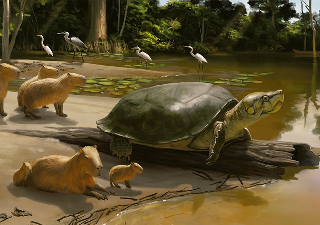 Amazonas-Riesenschildkröte
