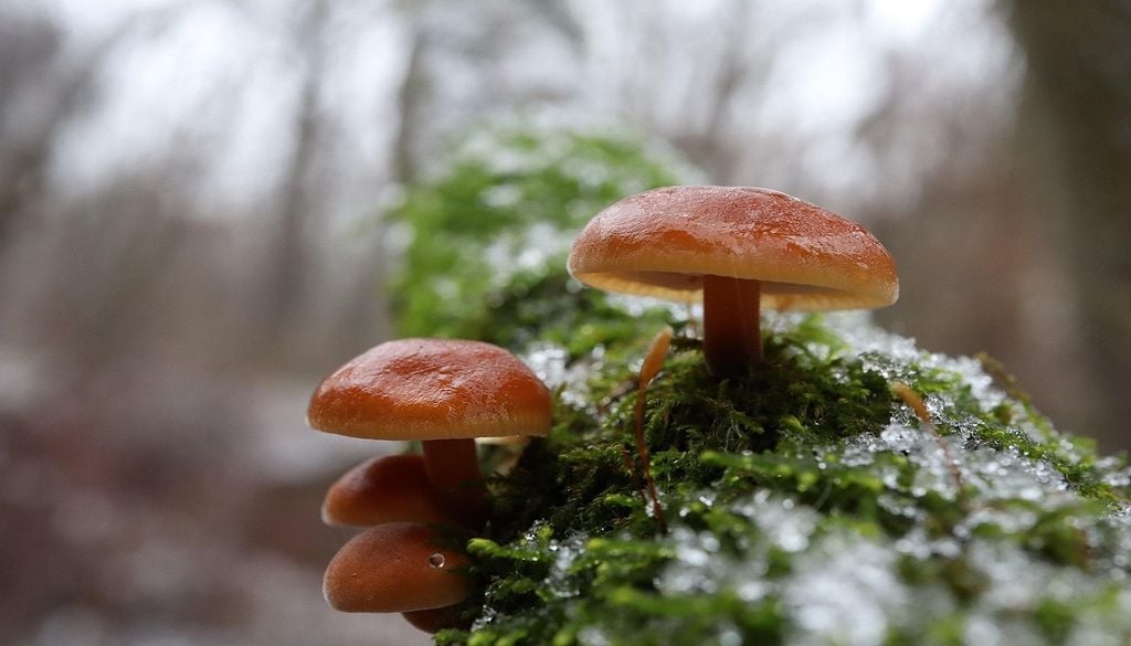 Fungos Os fungos vão pela primeira vez em Portugal ter uma lista vermelha de espécies ameaçadas. Foto: Andrii K/Pixabay