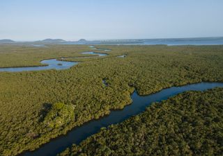 Nova fase da conservação no Paraná: investimento milionário restaura áreas degradadas