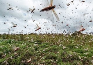 Nova nuvem de gafanhotos ameaça Sul do Brasil