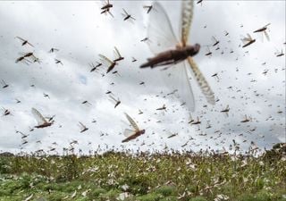 Nova nuvem de gafanhotos se aproxima do Brasil