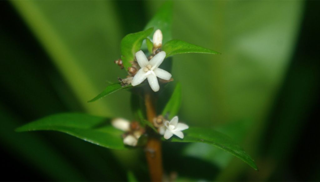 A planta descoberta em área de Mata Atlântica no Litoral Norte de São Paulo, uma espécie nunca antes catalogada pela ciência. Crédito: Milton Groppo.