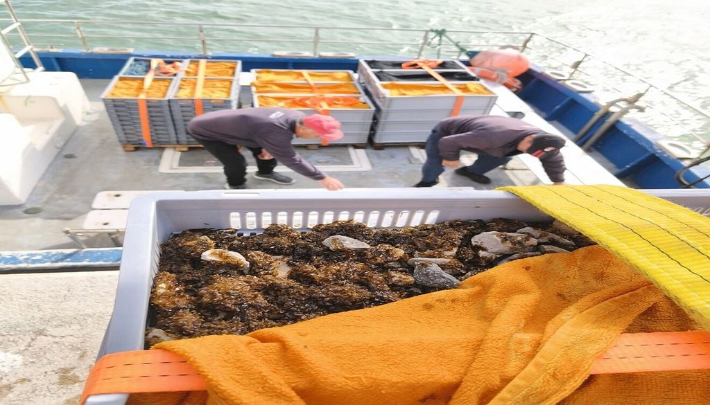 Embarcação com sementes de algas Pequenas pedras com esporos de algas são lançadas ao mar para restaurar os fundos marinhos de forma barata. Foto: SeaForester
