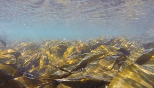 Nova tecnologia criada em Peniche acelera o crescimento das florestas de algas marinhas