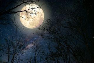 November's beaver moon: Don't miss the last supermoon of 2024!