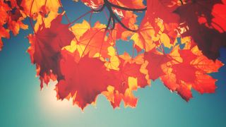 Noviembre 2020: mes muy cálido y muy húmedo en la Comunidad Valencina