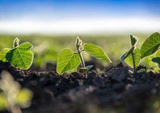 Noviembre cierra con lluvias para el campo, pero hay preocupación por algunas zonas con excesos hídricos