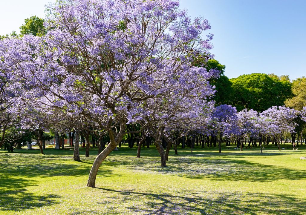 Jacarandás Buenos Aires