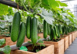 Noviembre en el huerto: mes de brotes, aromas y primeras cosechas 