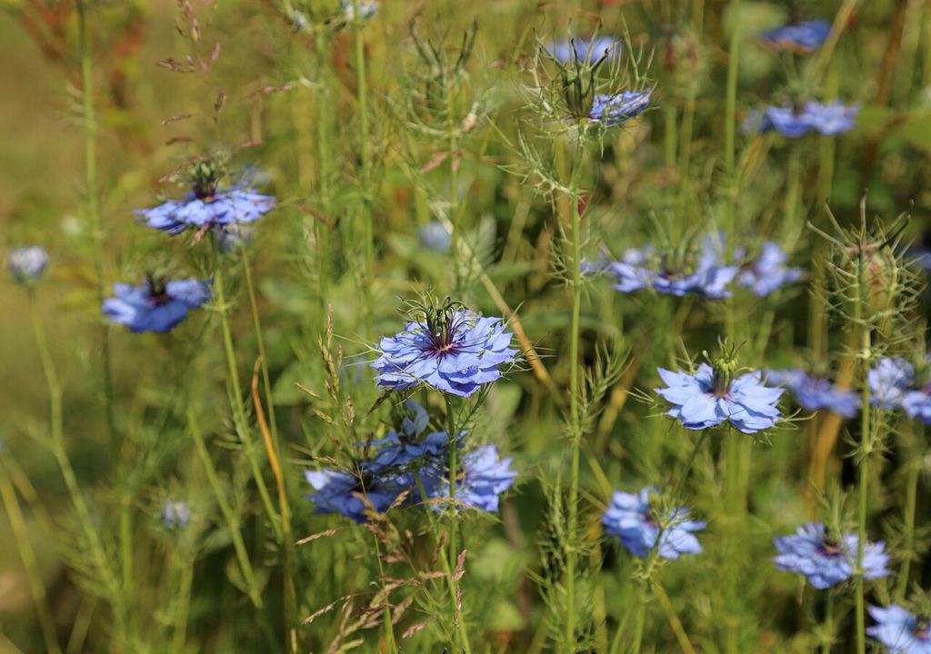 nigella