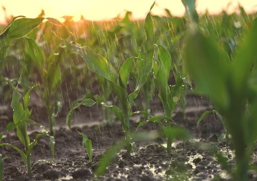 Noviembre hiperhúmedo y decisivo en el campo argentino: la región núcleo enfrenta retrasos, pero consolida su potencial