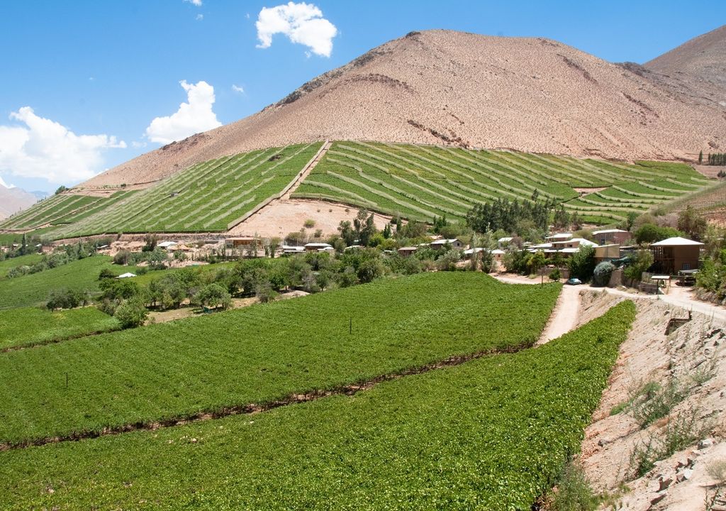 Viñas; Valle del Elqui; Chile Viñas; Valle del Elqui; Chile