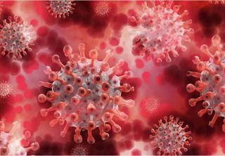 Novo coronavírus com potencial de se espalhar entre humanos é descoberto na China