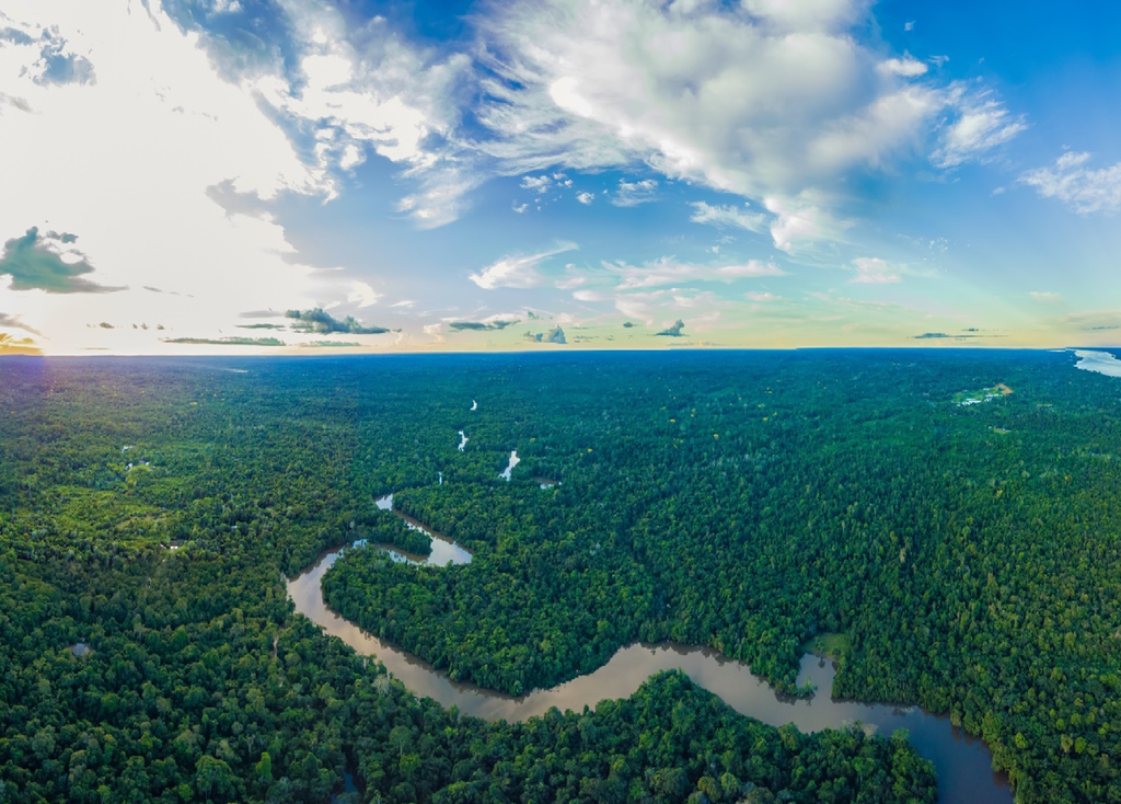 floresta amazônica, foto