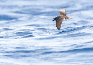 Novo estudo revela: algumas aves marinhas perseguem os furacões no Atlântico Norte