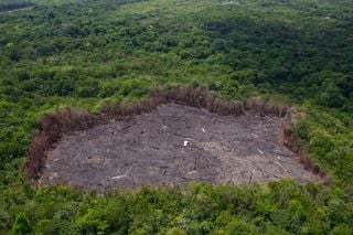 Novo estudo revela indicadores simples para medir o sucesso da regeneração florestal na Amazônia