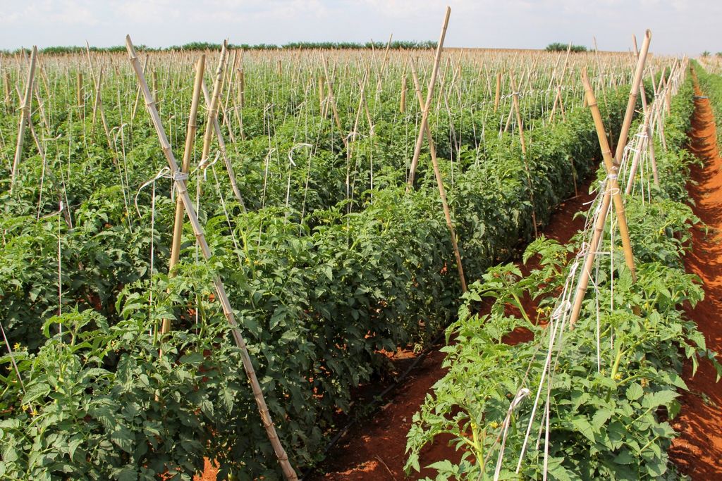 Brasil, batata, tomate