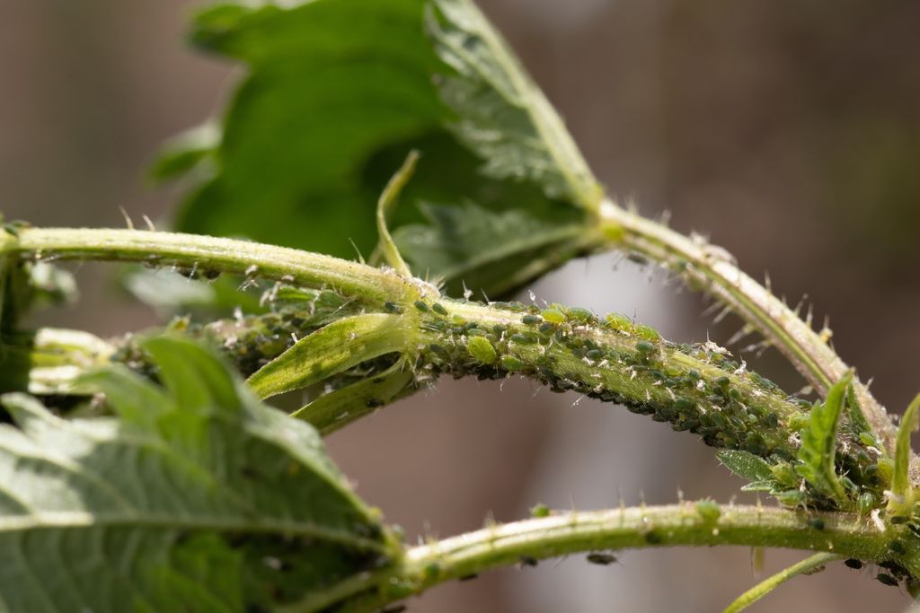 Pulgoes, necrose, folhas, tomate