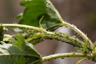 Novo estudo revela vírus devastador que ameaça plantações de tomate no Brasil