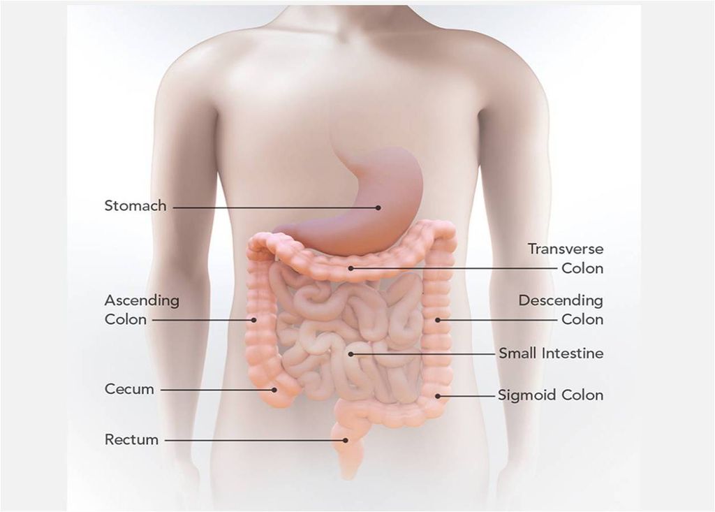 partes do corpo, órgãos, câncer