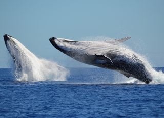 New group of blue whales discovered through their song