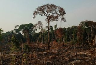Novo mapeamento com IA vai ajudar a prevenir desmatamento na Amazônia
