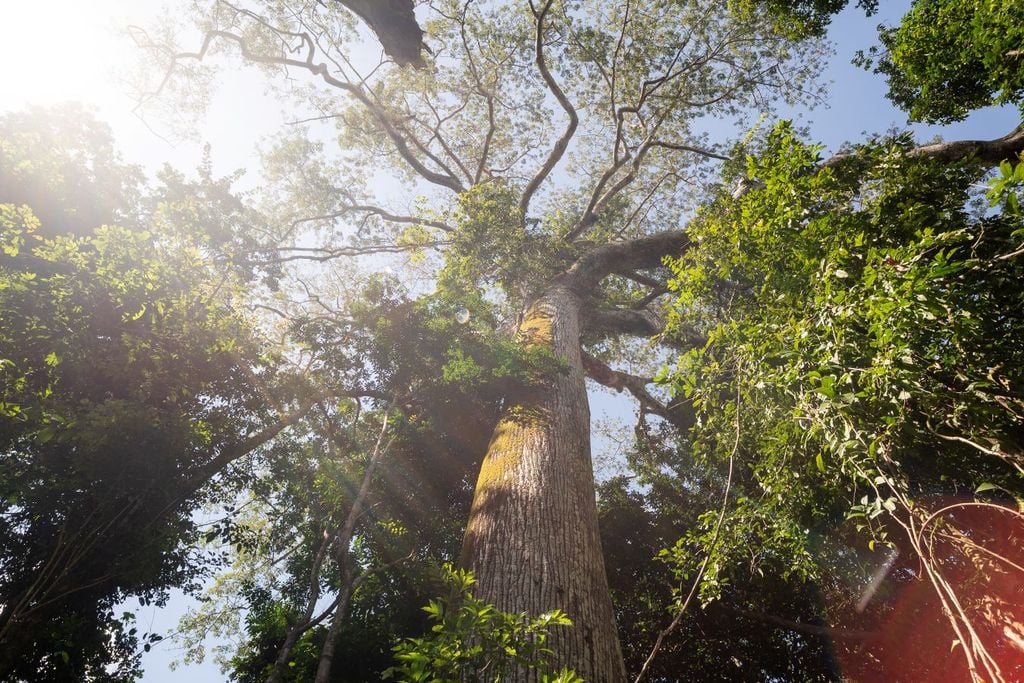 Árvore gigante na Amazônia