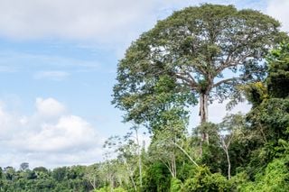 Novo parque na Amazônia guarda santuário de árvores gigantes; saiba onde