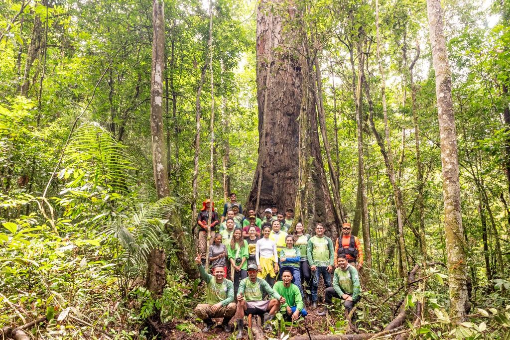 Equipe técnico-científica em expedição de árvores gigantes Equipe técnico-científica em expedição de árvores gigantes