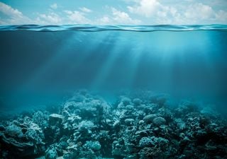 Novo relatório revela grandes riscos na transformação dos oceanos em sumidouros de carbono