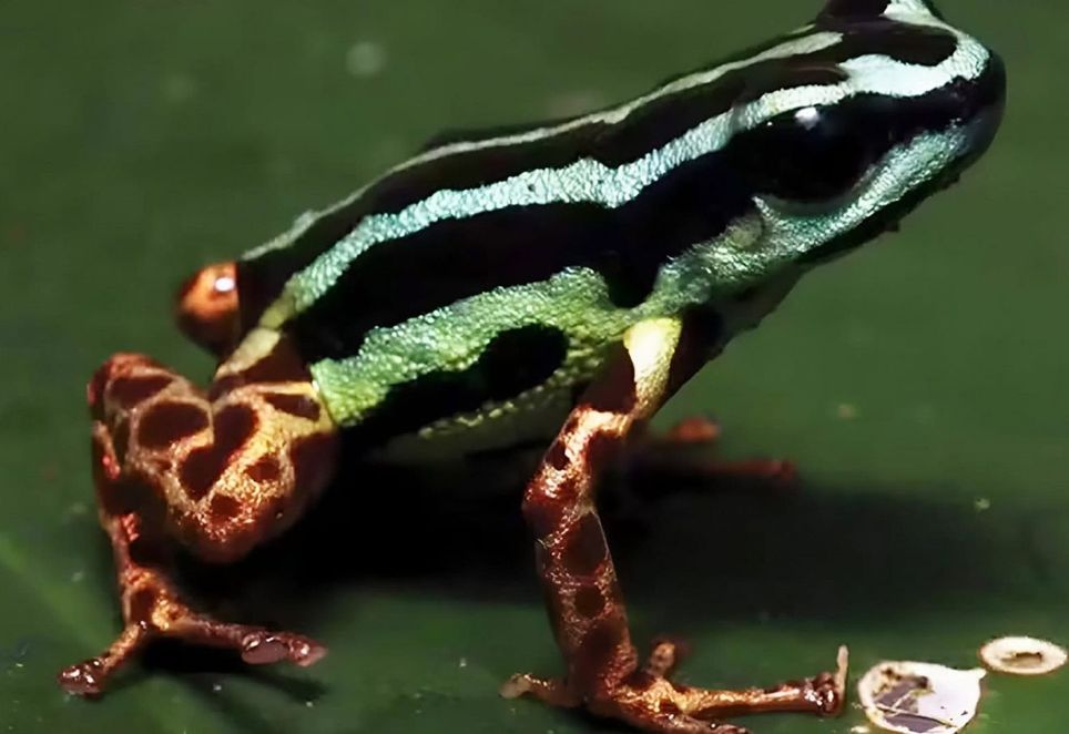 Ranitomeya aquamarina, nova espécie de sapo descoberta na Amazônia. Crédito: Alexander Tamanini Mônico