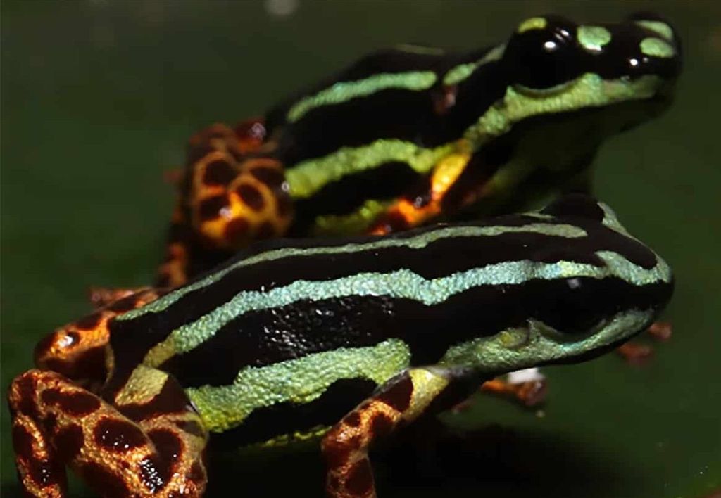 La especie recién descubierta Ranitomeya aquamarina es monógama. Crédito: Alexander Tamanini Mônico La especie recién descubierta Ranitomeya aquamarina es monógama. Crédito: Alexander Tamanini Mônico