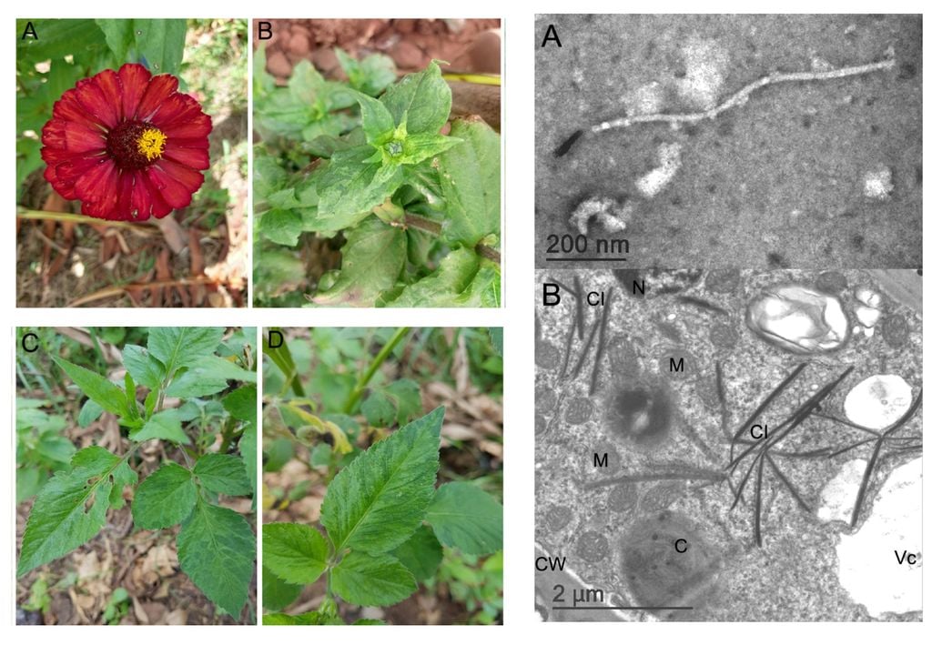 Virus, Agricultura, Brasil