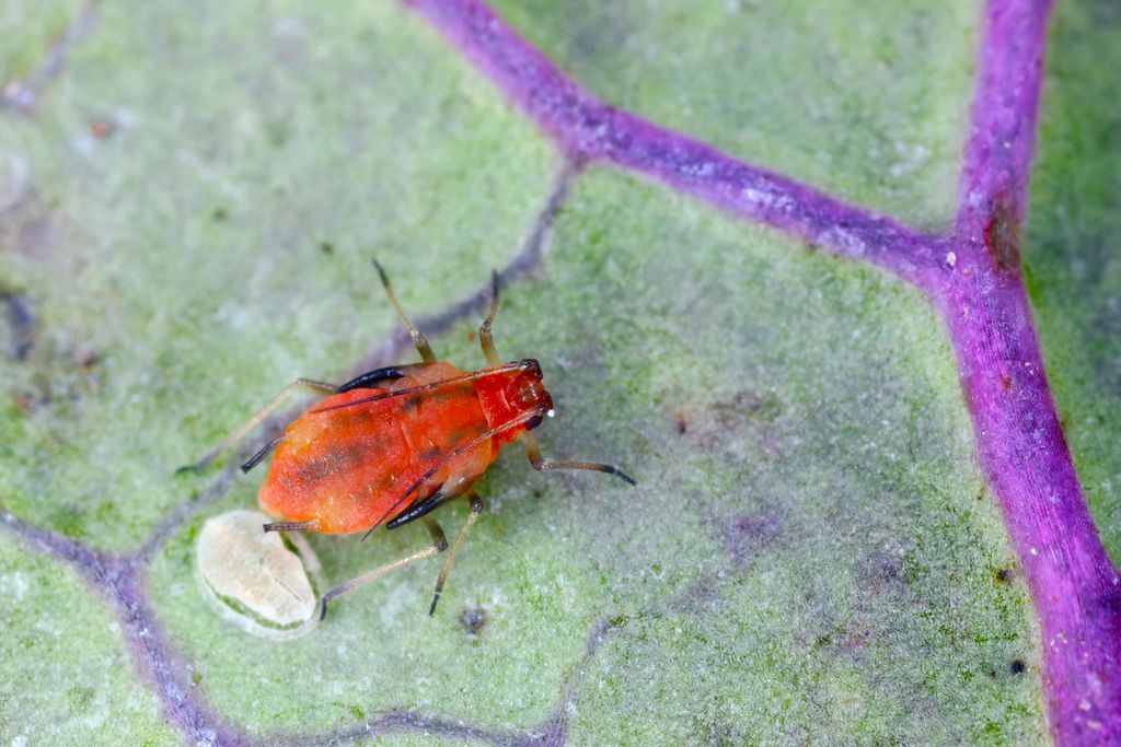 Myzus, Agricultura, Brasil, Virus