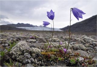 New ecosystems are emerging due to melting glaciers, says study in Nature