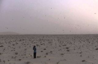 Nubes de langostas del desierto