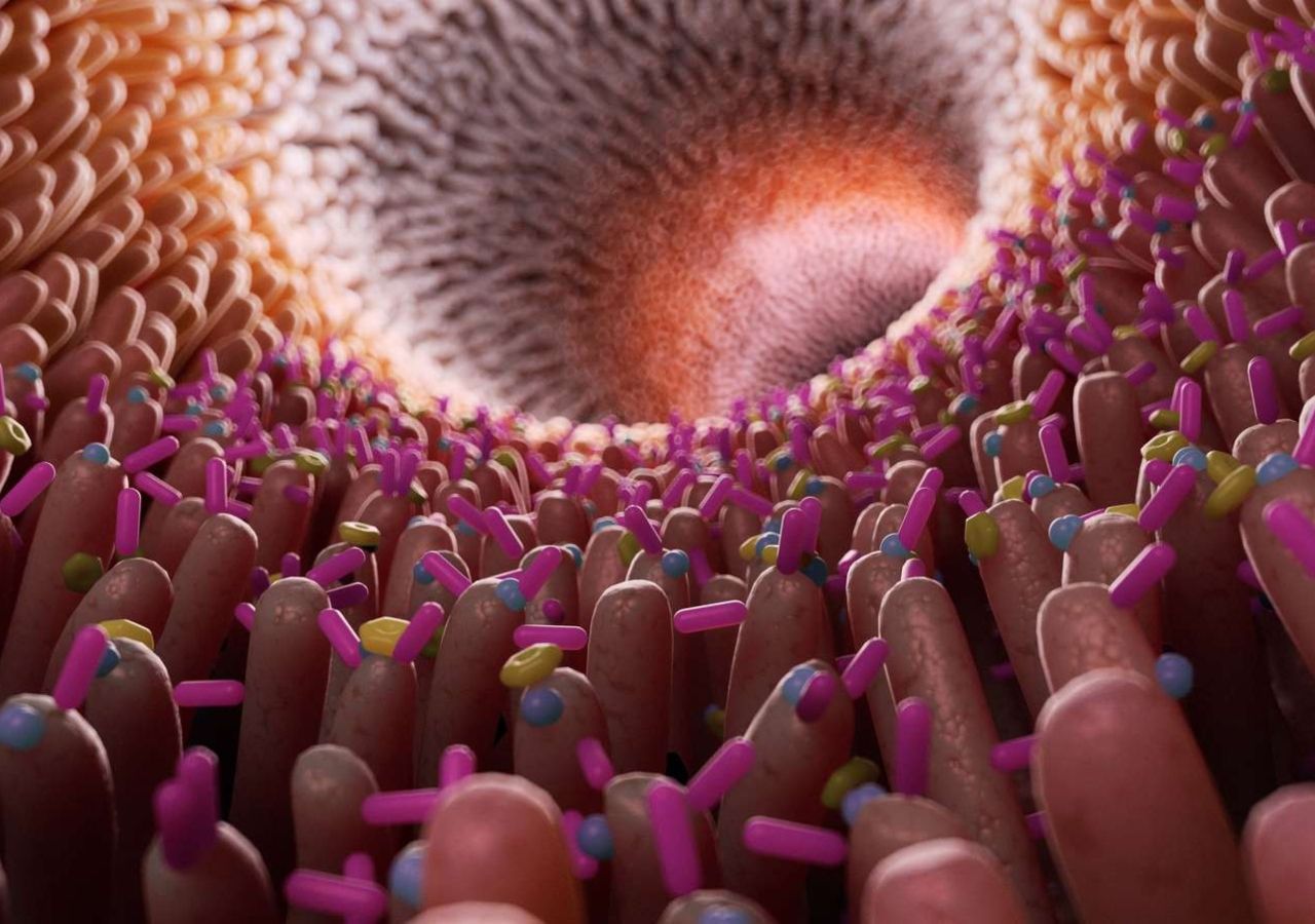 La microbiota intestinal impacta en la cognición, el estrés, la ansiedad, los síntomas depresivos y el comportamiento.