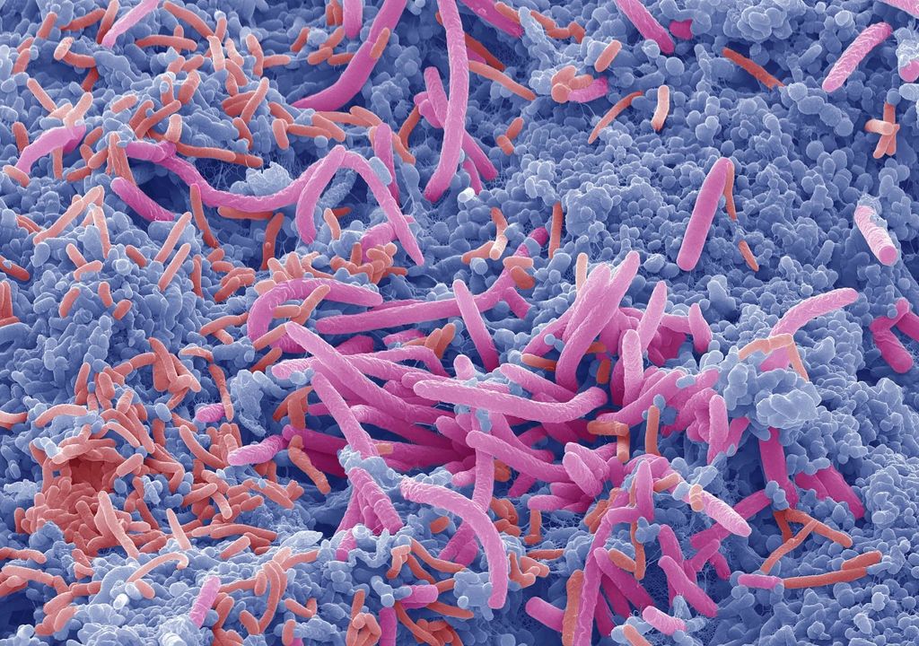microbiota flora intestinal comportamiento cerebro salud cuerpo humano microbiota flora intestinal comportamiento cerebro salud cuerpo humano