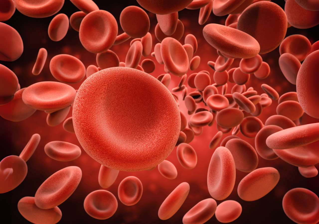 Glóbulos rojos en acción: estas células esenciales transportan oxígeno por todo el cuerpo y también revelan señales del envejecimiento biológico.