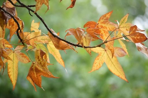 Nueva actualizaci&oacute;n del ECMWF: abril con lluvias desparejas y se&ntilde;ales de transici&oacute;n hacia El Ni&ntilde;o en Argentina