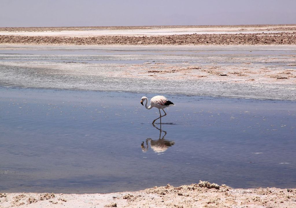 Salar de Atacama